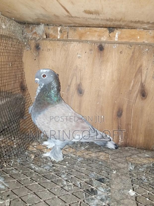 Short Beak - thumbnail 3