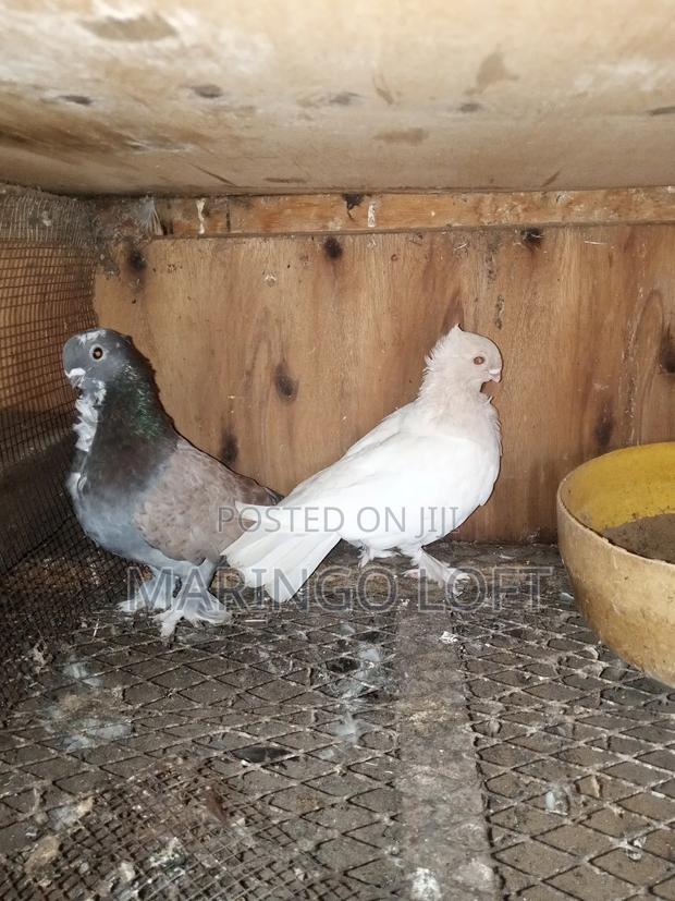 Short Beak - thumbnail 4