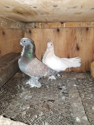Short Beak