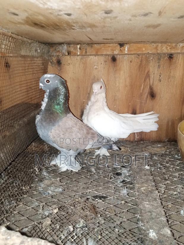 Short Beak - thumbnail 5