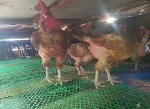 Chicken Wire Mesh 25mtr /Poultry Wire Mesh