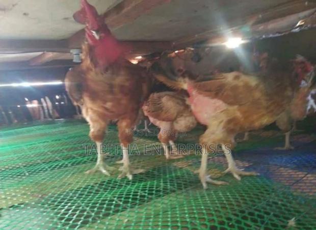 Chicken Wire Mesh 25mtr /Poultry Wire Mesh