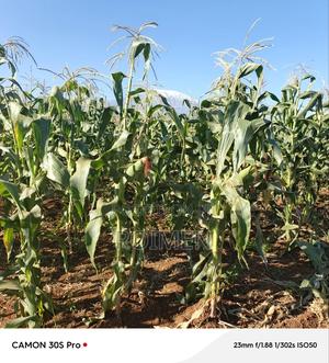 20 Acres Loitoktok Entonet Area. - thumbnail 2