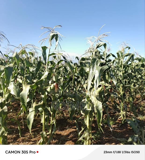 20 Acres Loitoktok Entonet Area. - thumbnail 5