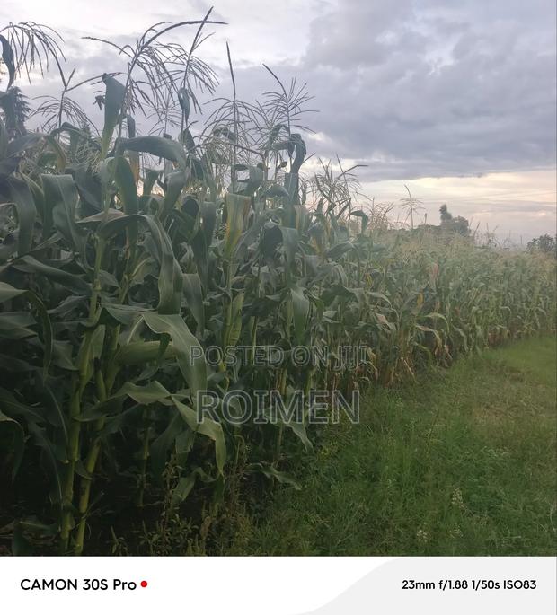 20 Acres Loitoktok Entonet Area. - thumbnail 13