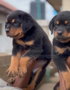 1-3 months Male Purebred Rottweiler - main view