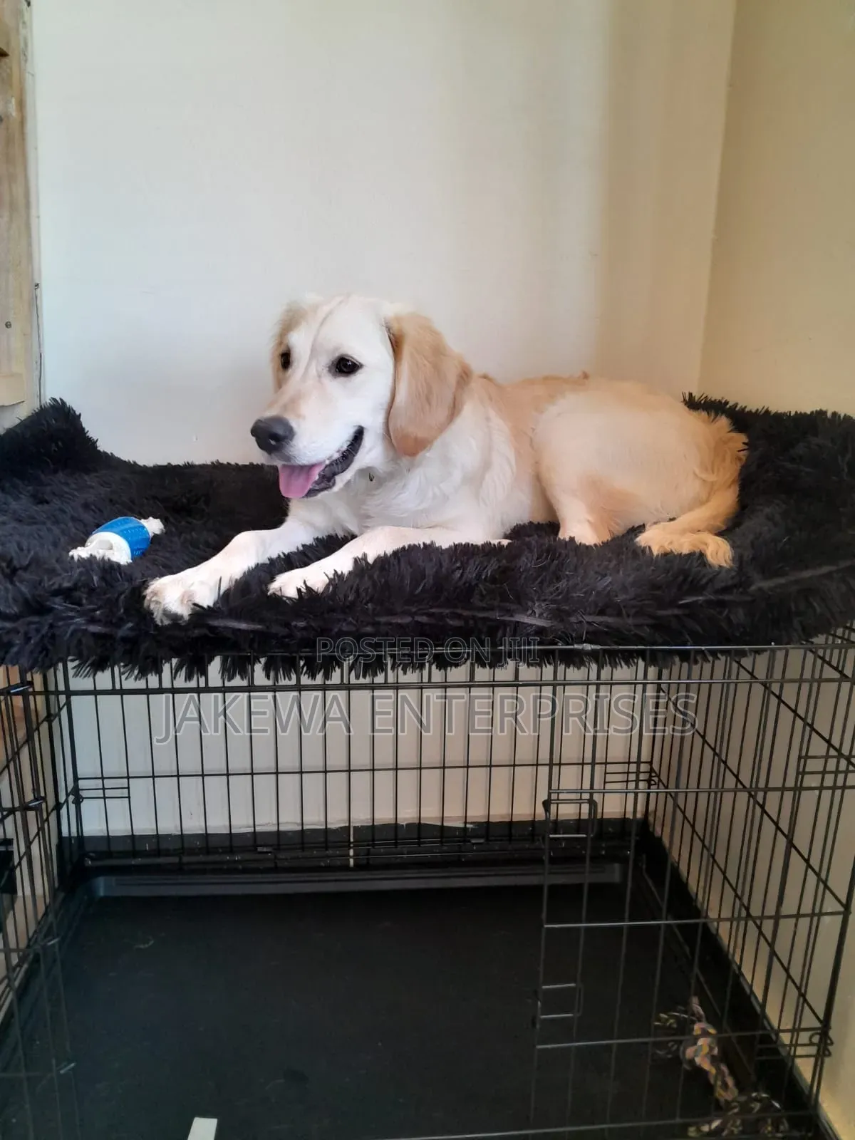 6-12 months Female Purebred Labrador Retriever
