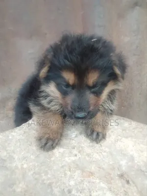 1-3 months Female Purebred German Shepherd
