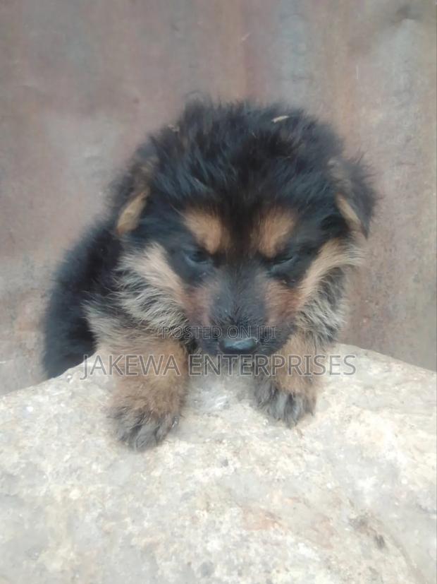 1-3 months Female Purebred German Shepherd - main view