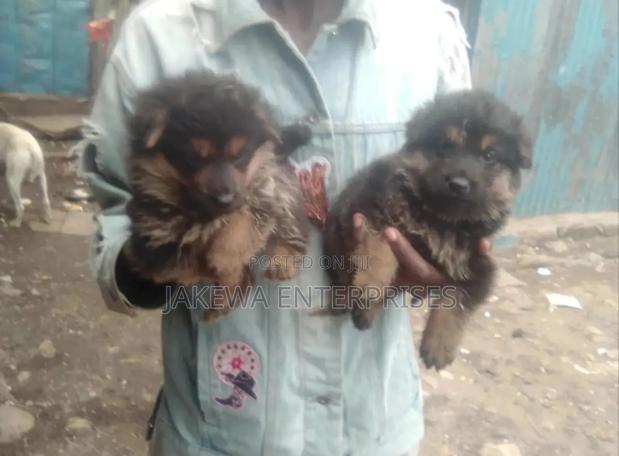 1-3 months Female Purebred German Shepherd - thumbnail 2