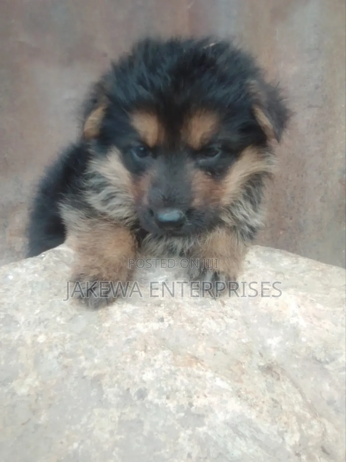 1-3 months Male Purebred German Shepherd
