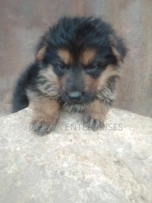 1-3 months Male Purebred German Shepherd - thumbnail 2