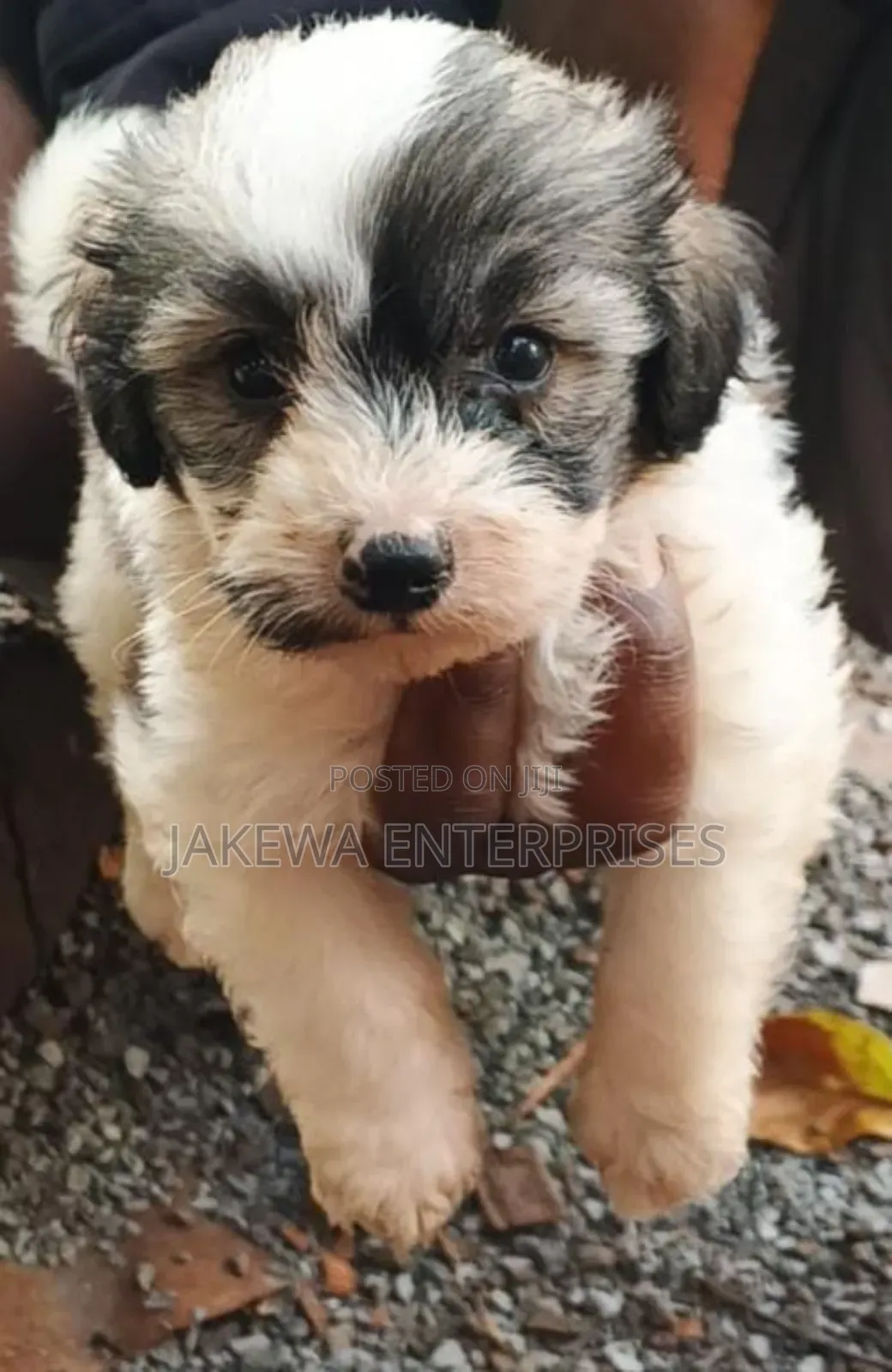 1-3 months Male Purebred Havanese