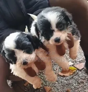 1-3 months Female Purebred Havanese
