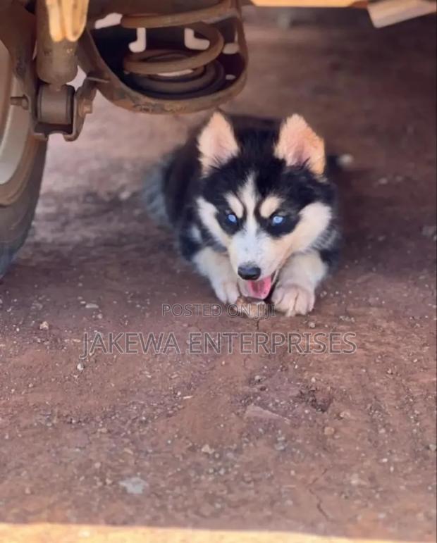 1-3 months Male Purebred Siberian Husky