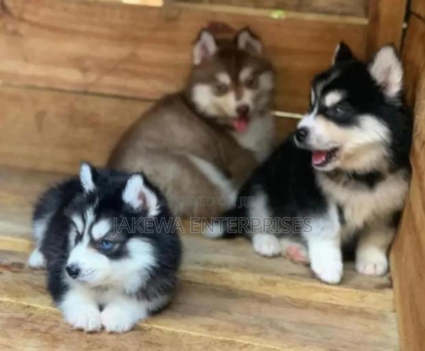 1-3 months Female Purebred Siberian Husky - main view