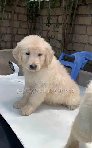 1-3 months Male Purebred Golden Retriever