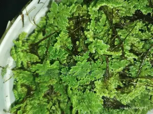 Best Azolla Seeds at Kes 499 Only