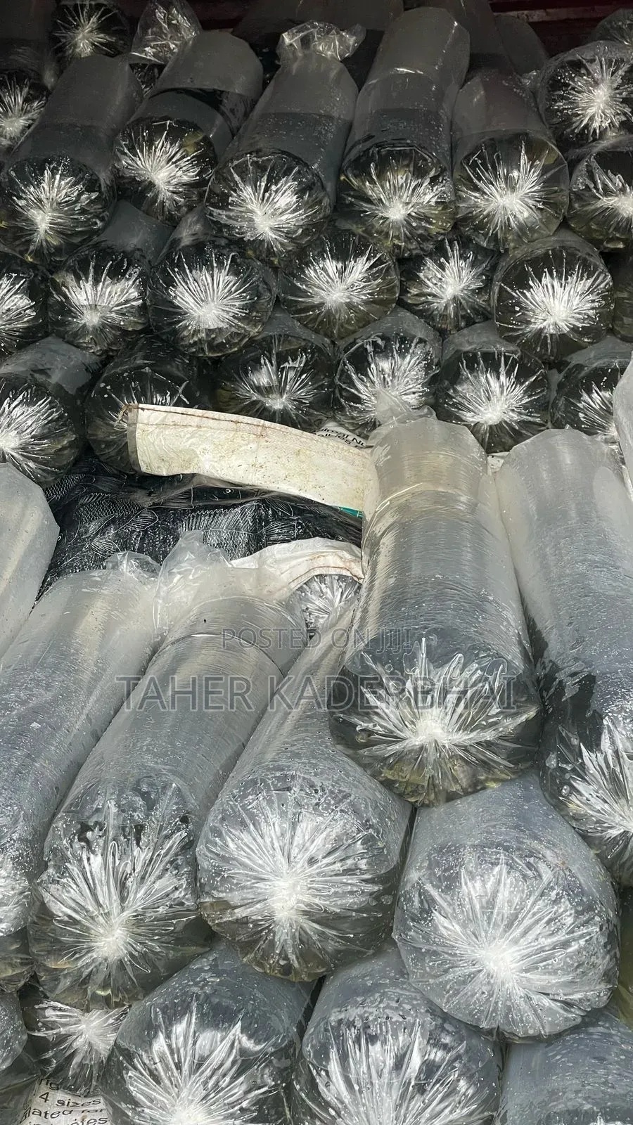 Commercial Grade Tilapia Fingerlings For Sale