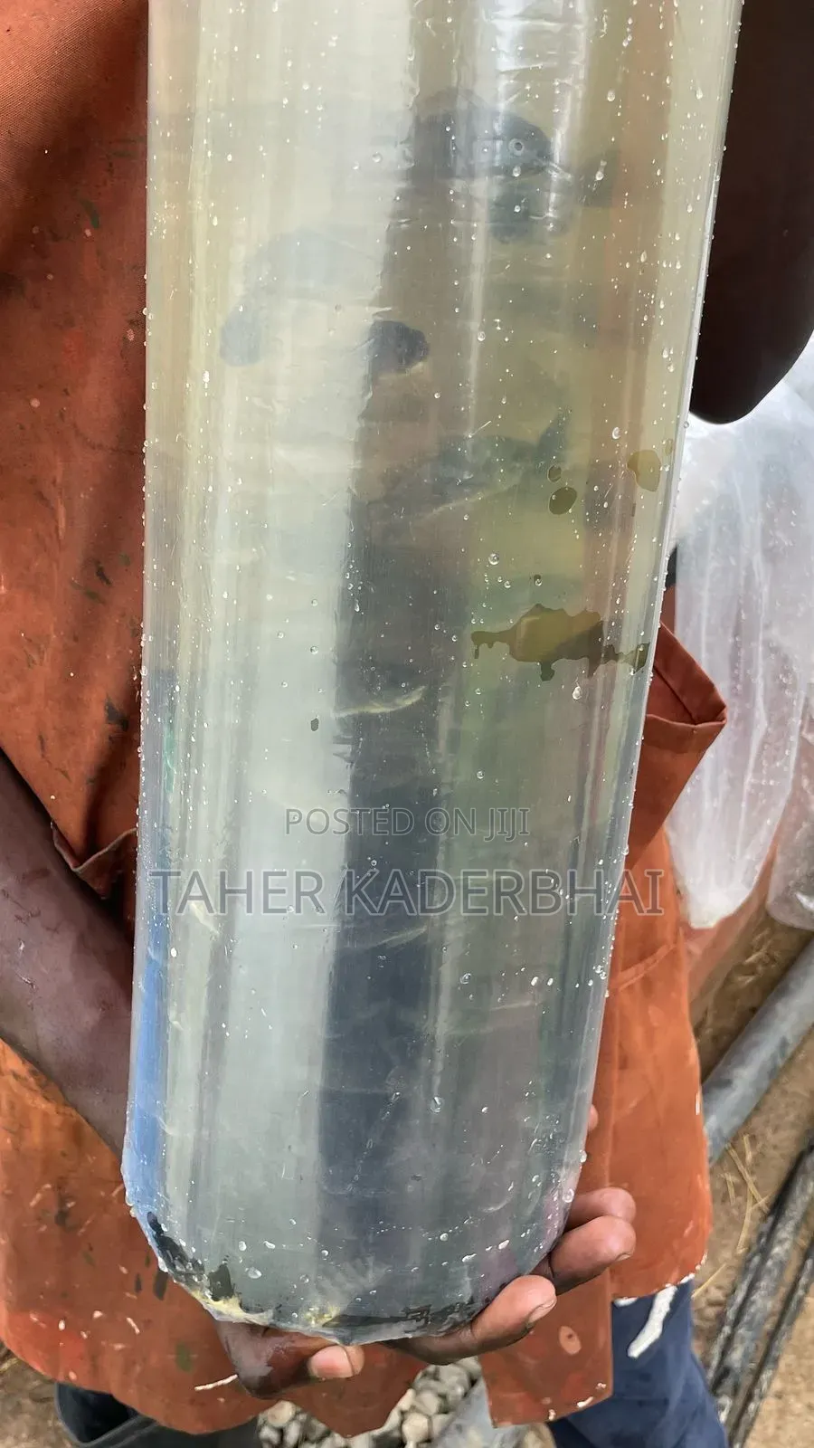 Commercial Grade Tilapia Fingerlings For Sale