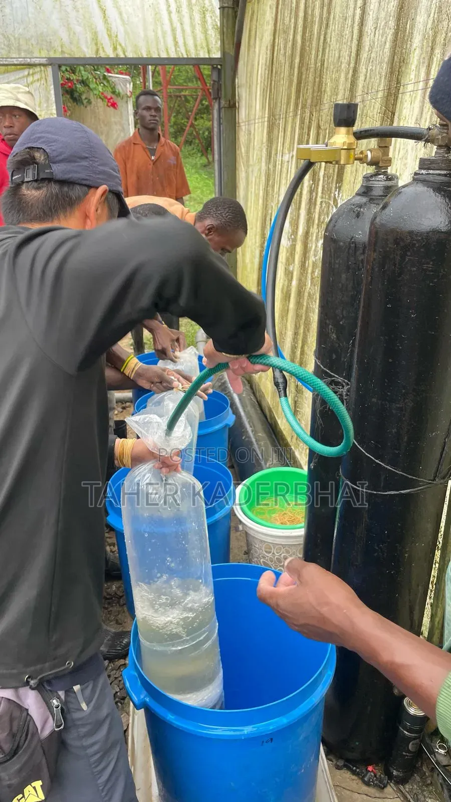 Commercial Grade Tilapia Fingerlings For Sale