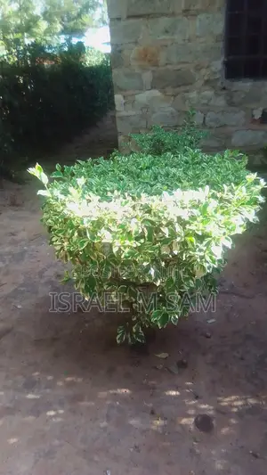 Gardener / Landscaper