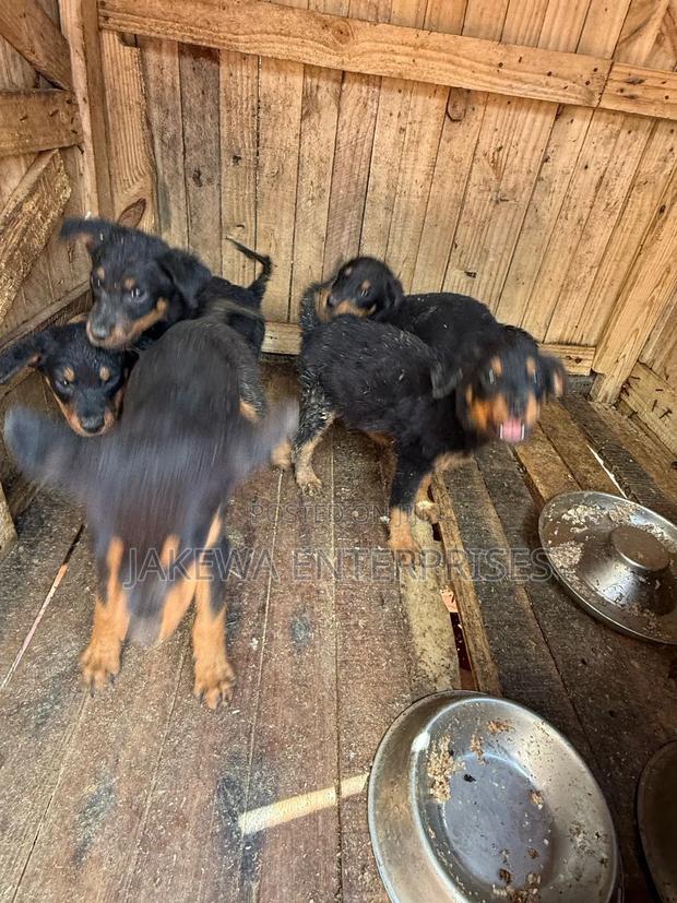 1-3 months Male Purebred Rottweiler - main view