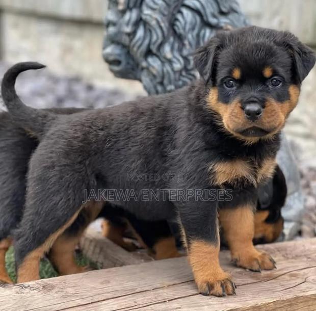 1-3 months Female Purebred Rottweiler - main view