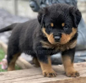 1-3 months Female Purebred Rottweiler