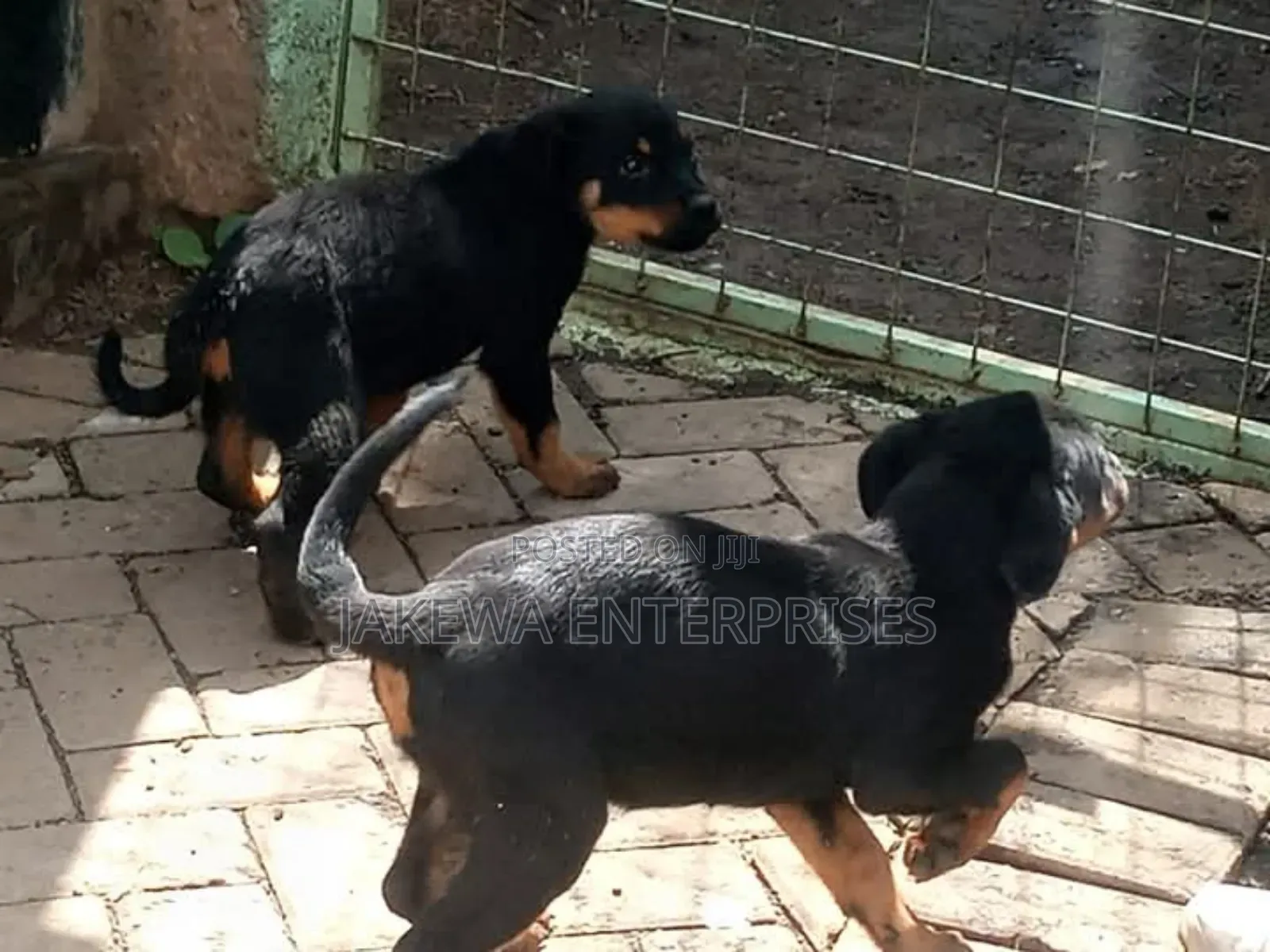 1-3 months Female Purebred Rottweiler