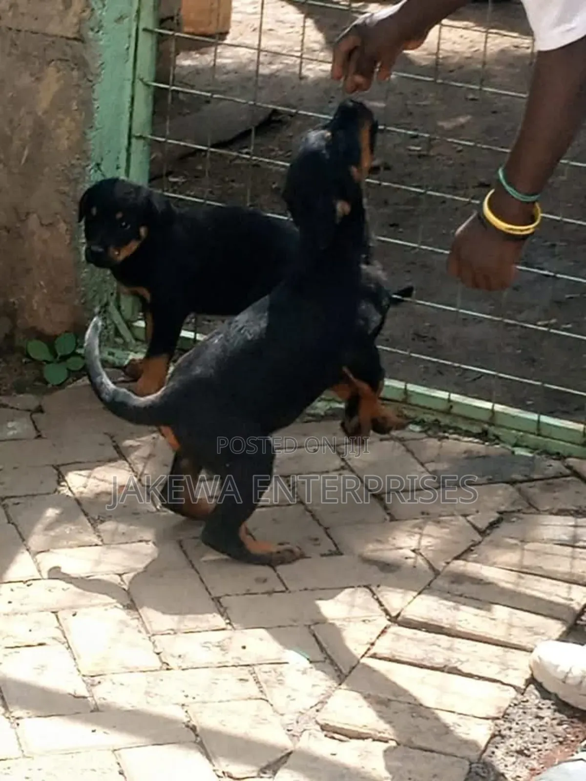 1-3 months Female Purebred Rottweiler