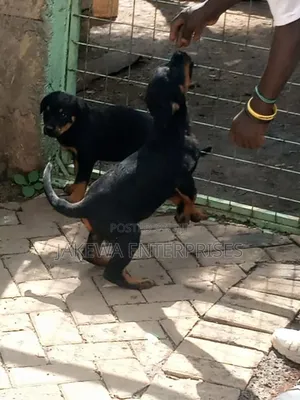 1-3 months Female Purebred Rottweiler