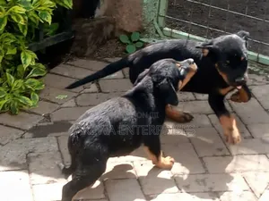 1-3 months Female Purebred Rottweiler