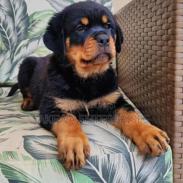 1-3 months Female Purebred German Shepherd - main view