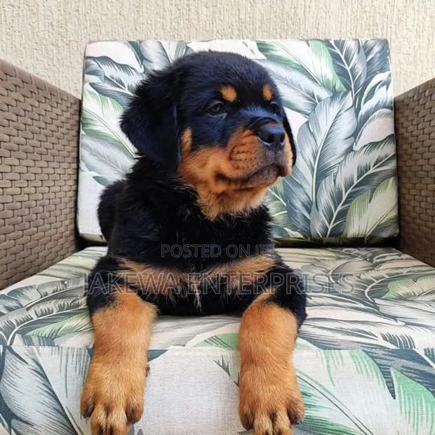 1-3 months Female Purebred German Shepherd - thumbnail 3