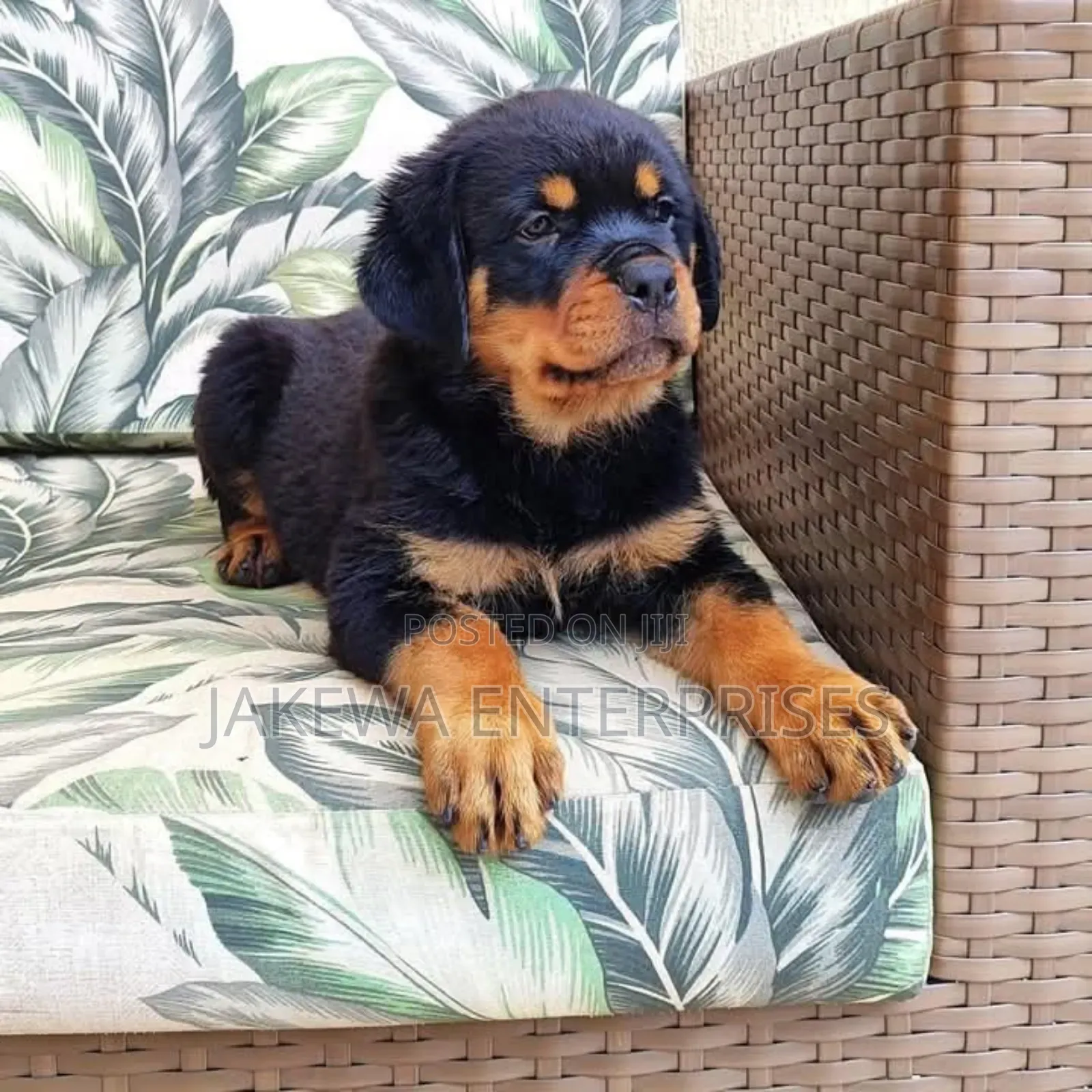 1-3 months Female Purebred German Shepherd