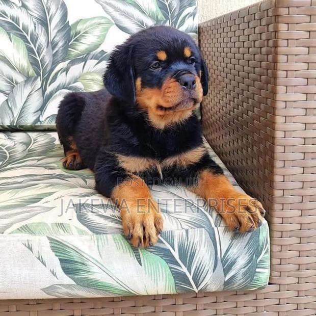 1-3 months Female Purebred German Shepherd - thumbnail 4