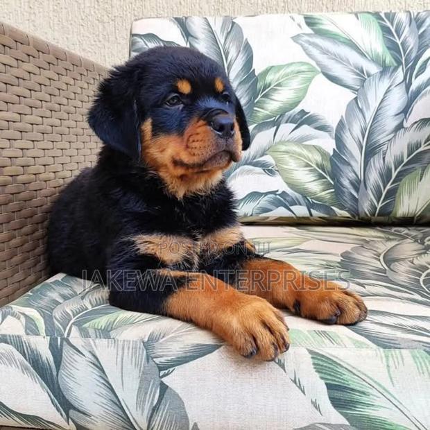 1-3 months Female Purebred German Shepherd - thumbnail 5