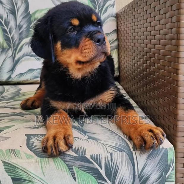 1-3 months Female Purebred German Shepherd - thumbnail 6