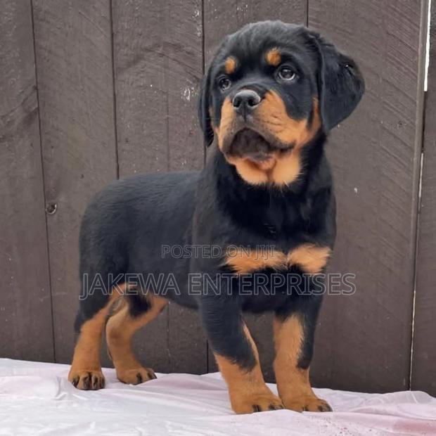 1-3 months Female Purebred Rottweiler