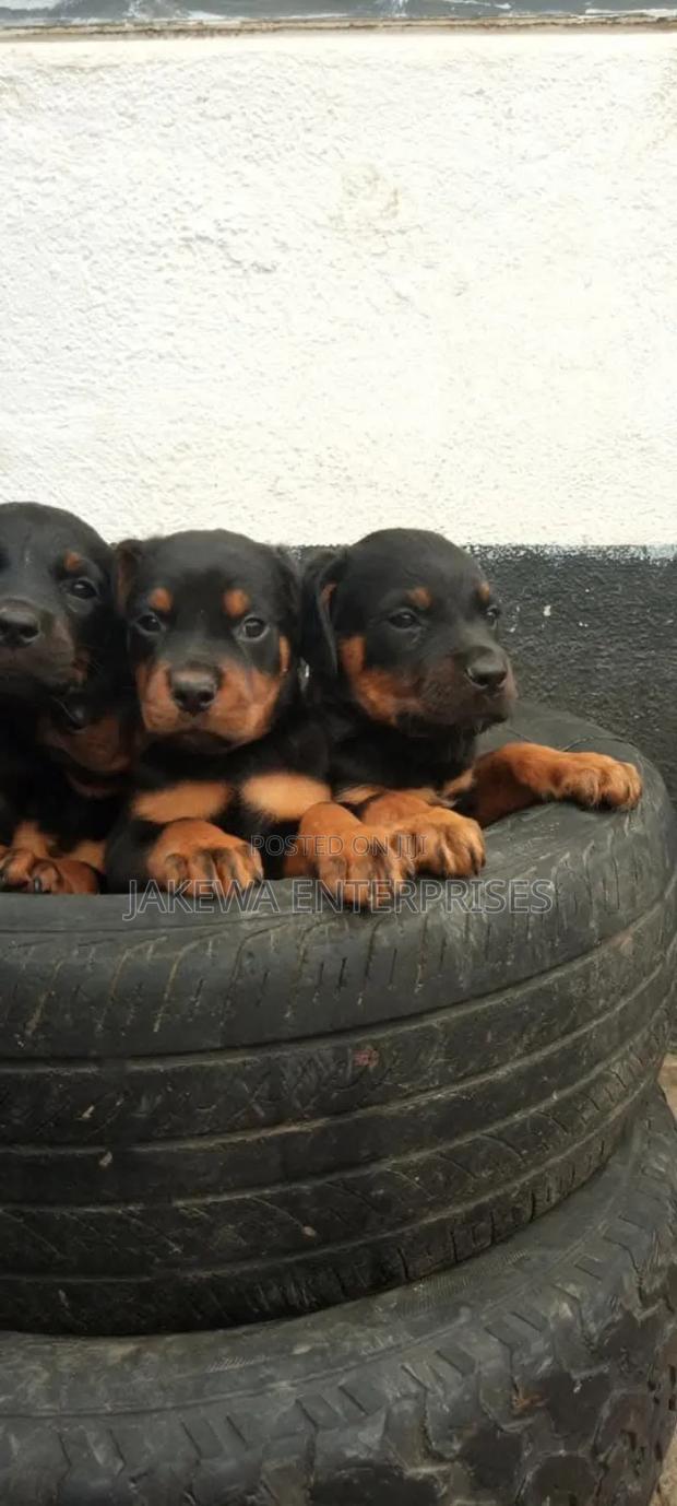 1-3 months Male Purebred Rottweiler - main view