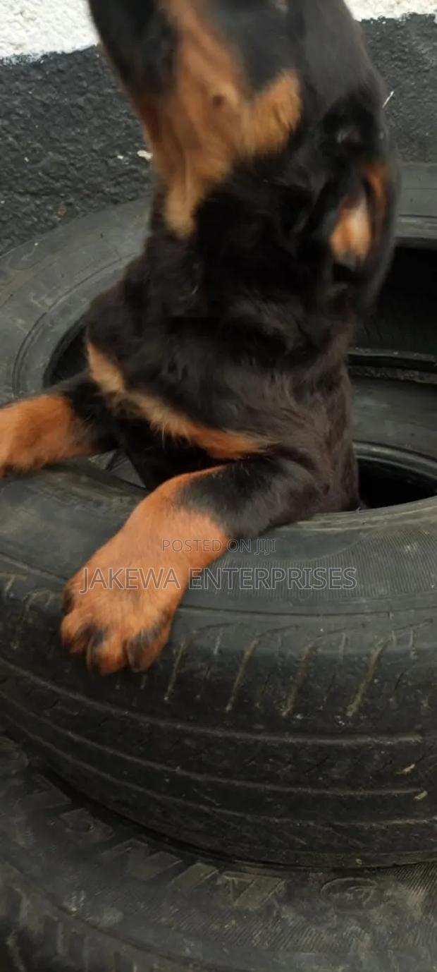 1-3 months Male Purebred Rottweiler - thumbnail 3