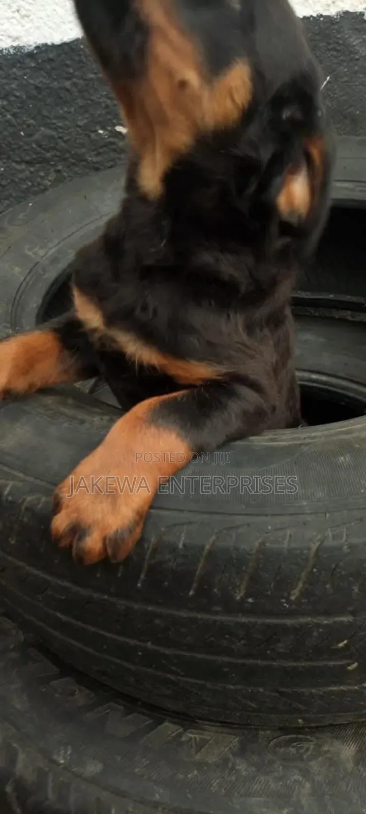 1-3 months Male Purebred Rottweiler