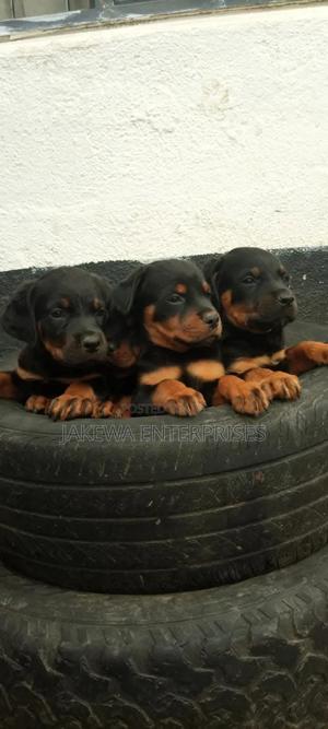 1-3 months Female Purebred Rottweiler - thumbnail 2
