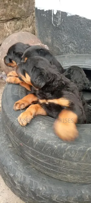 1-3 months Female Purebred Rottweiler