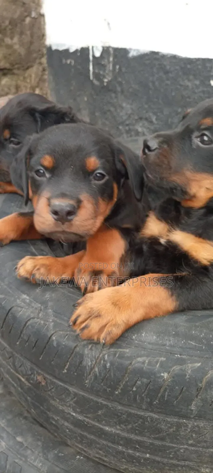 1-3 months Male Purebred Rottweiler