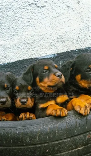 1-3 months Male Purebred Rottweiler