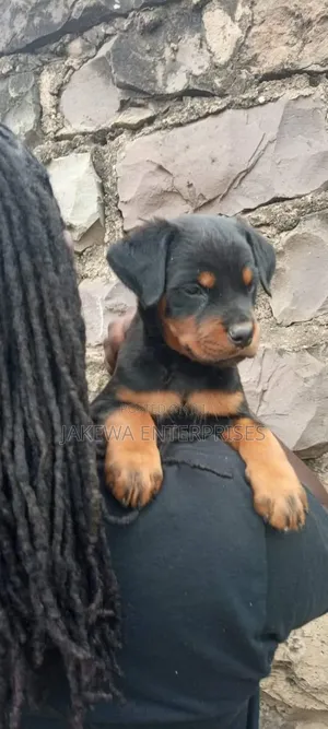 1-3 months Female Purebred Rottweiler