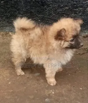1-3 months Male Purebred Havanese
