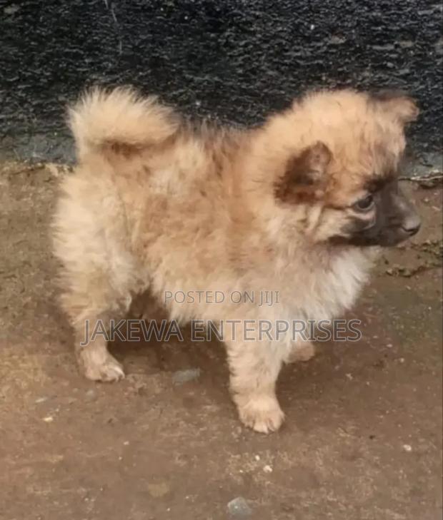 1-3 months Male Purebred Havanese - main view